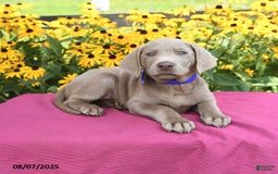 Labrador Retriever dogs for sale: Coca Cola - Image 3