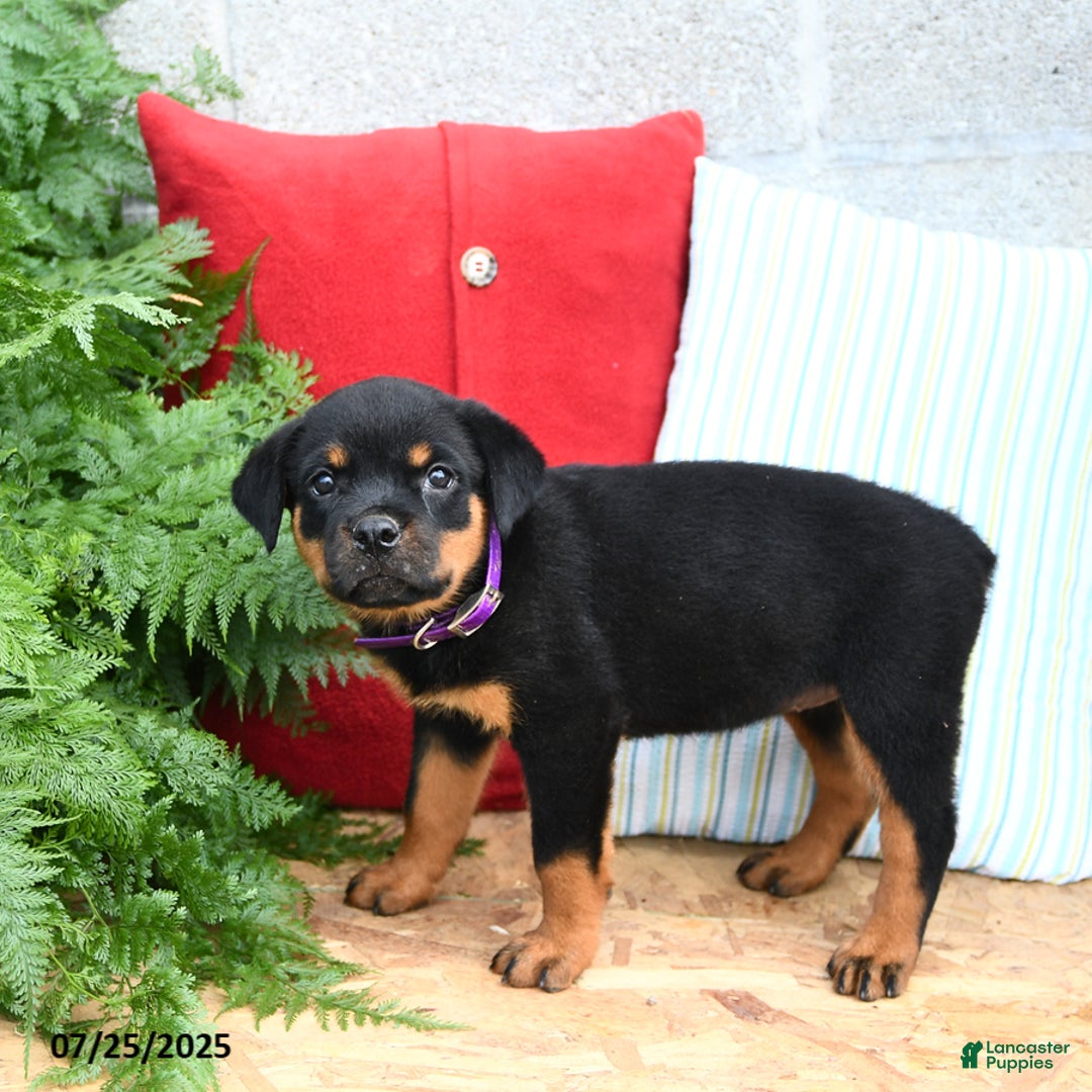 Rottweiler dogs for sale: Rosie - Image 2