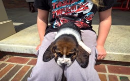 Basset Hound dogs for sale: Hank - Image 2