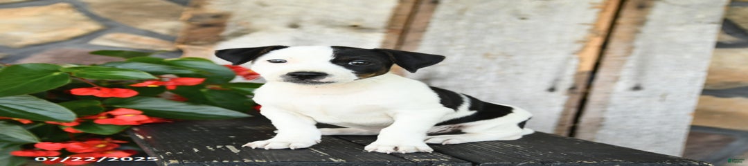 Roscoe