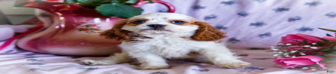 Fluffy