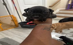 American Bully dogs for sale: American Bully 8 puppies - Image 1