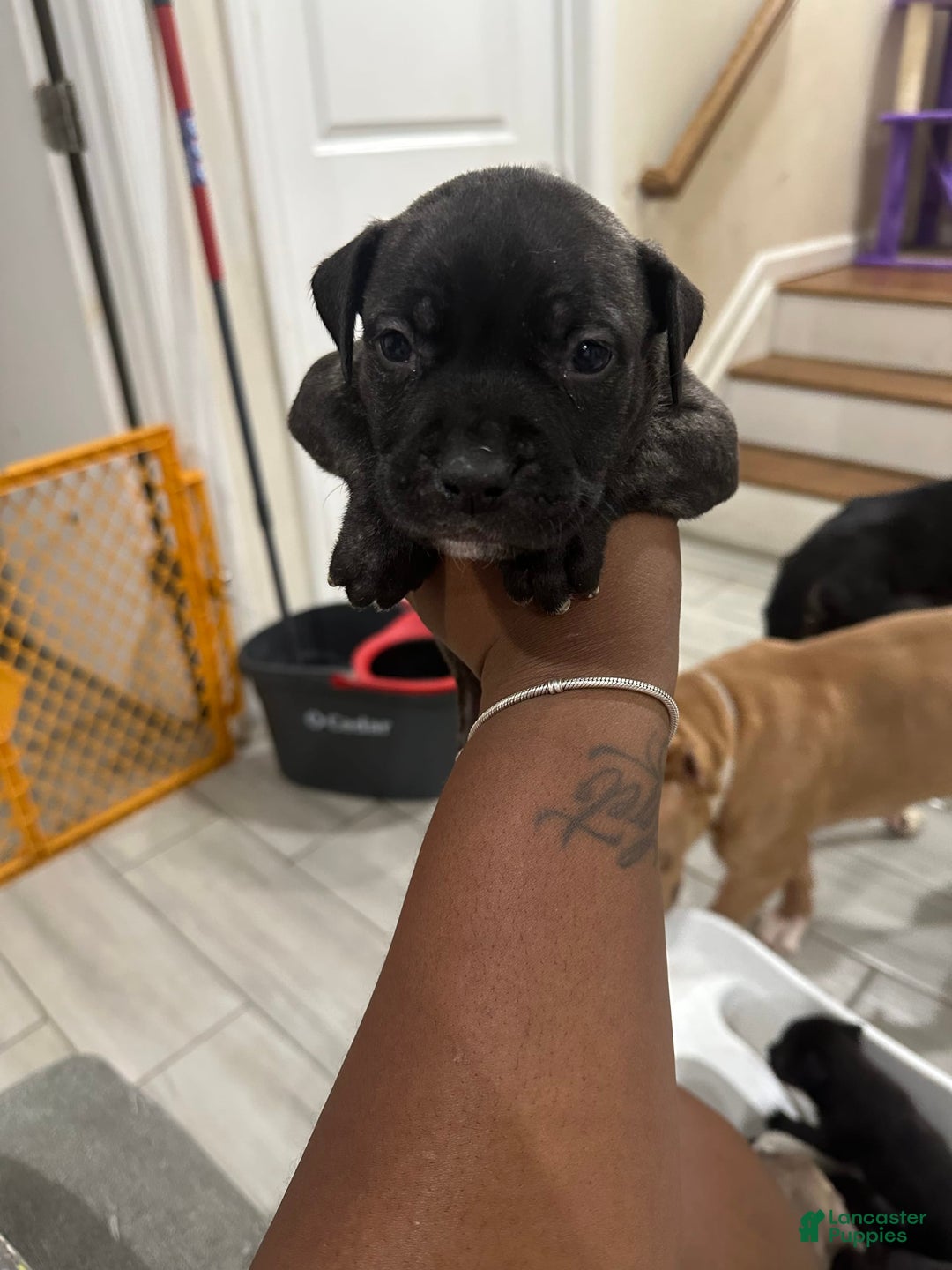 American Bully dogs for sale: American Bully 8 puppies - Image 1