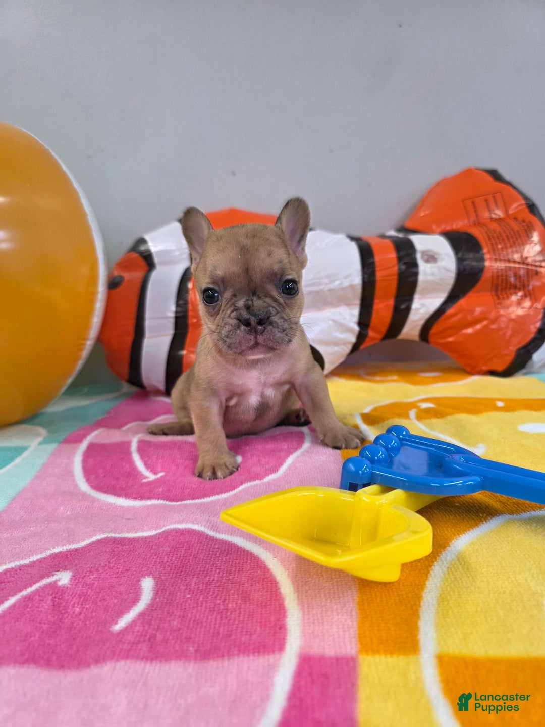 French Bulldog dogs for sale: French Bulldog 5 puppies - Image 16