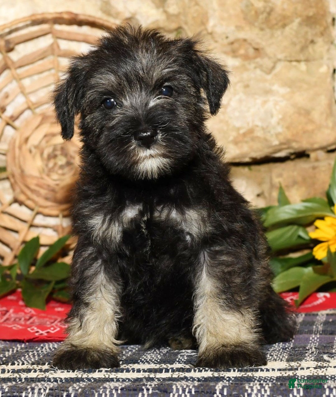 Miniature Schnauzer dogs for sale: Tinker - Image 9