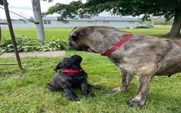 English Mastiff dogs for sale: Angel - Image 7