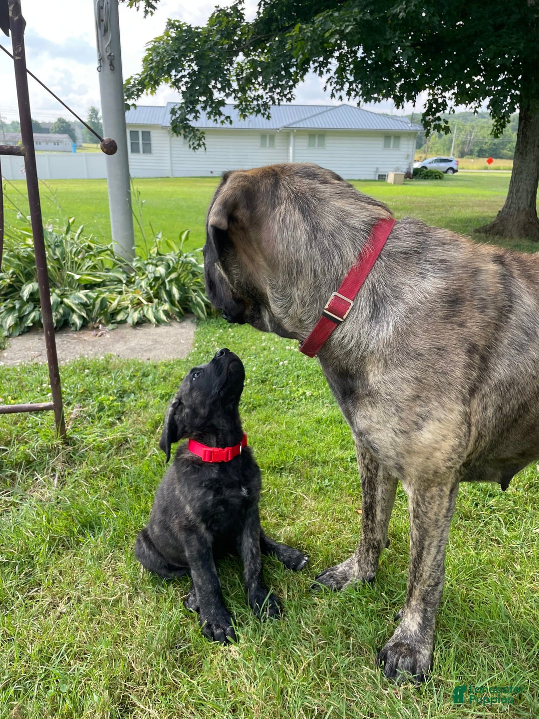 English Mastiff dogs for sale: Angel - Image 7