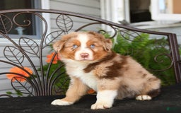 Australian Shepherd dogs for sale: Lenny - Image 3
