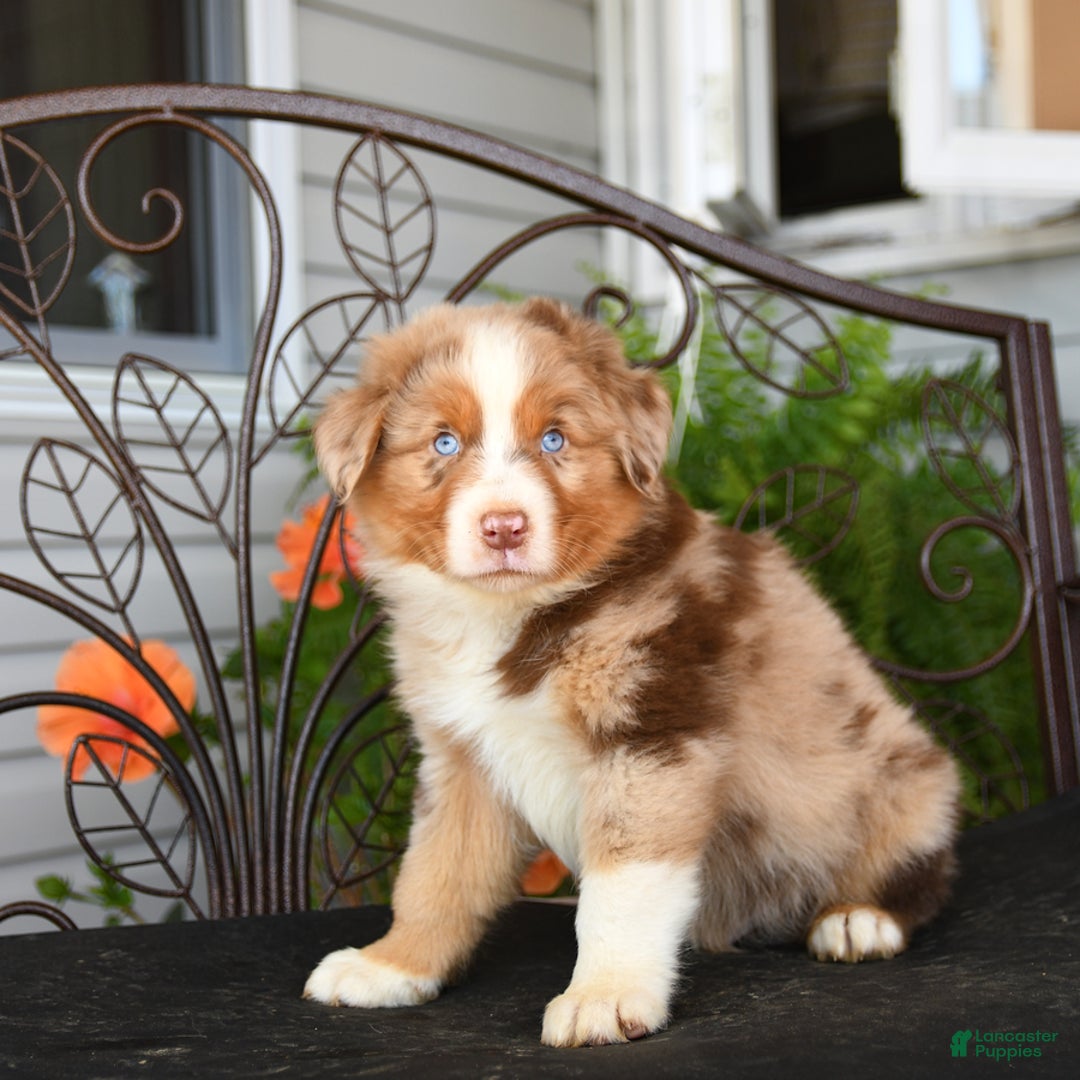 Australian Shepherd dogs for sale: Lenny - Image 3