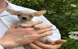 Chihuahua dogs for sale: Carinia - Image 2