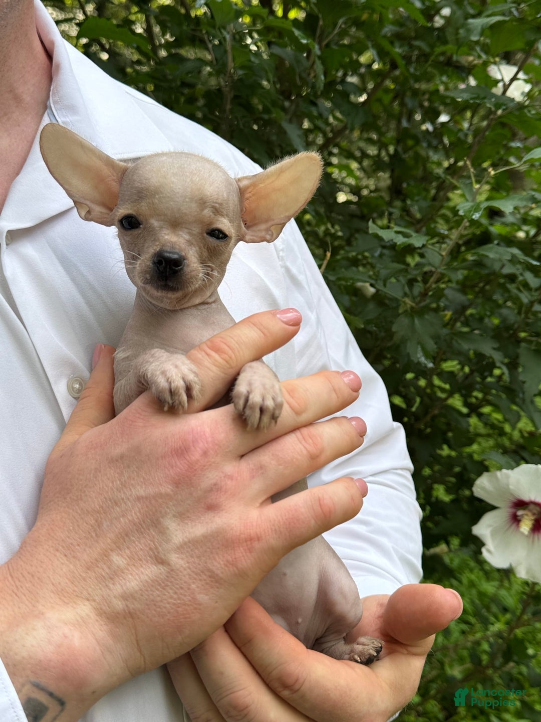 Chihuahua dogs for sale: Carinia - Image 2