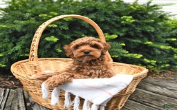 Cavapoo dogs for sale: Zachariah - Image 4