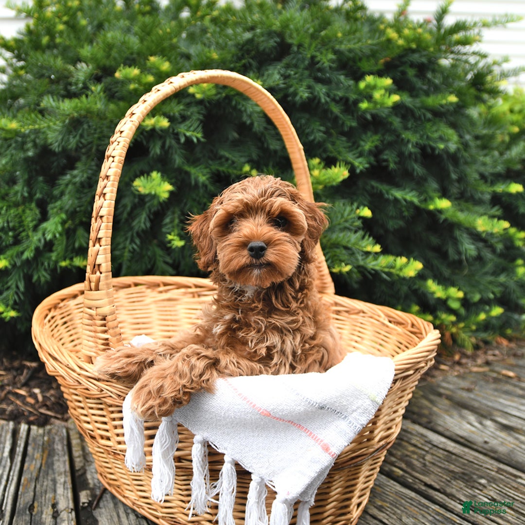 Cavapoo dogs for sale: Zachariah - Image 4