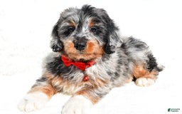 Mini Aussiedoodle dogs for sale: Elias - Image 3