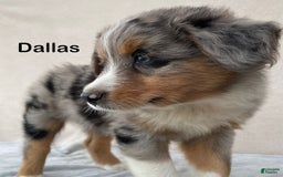 Australian Shepherd dogs for sale: Dallas - Image 3