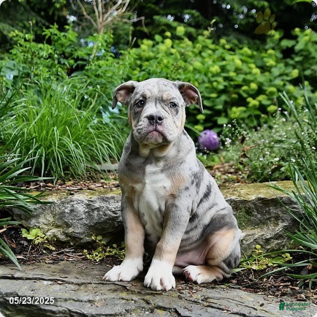 Olde English Bulldogge dogs for sale: Pearl - Image 3