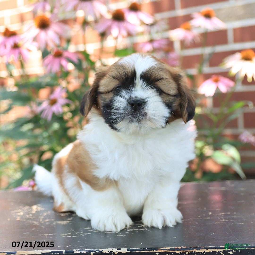 Shih Tzu dogs for sale: Dante - Image 3