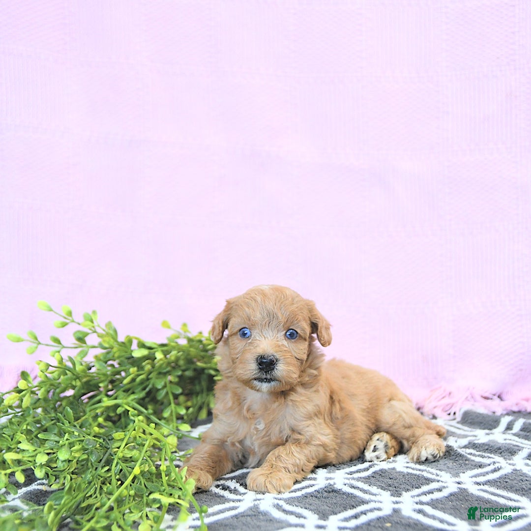 Mini Goldendoodle dogs for sale: Kassia - Image 14