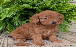 Mini Goldendoodle dogs for sale: Mini -lilly - Image 12
