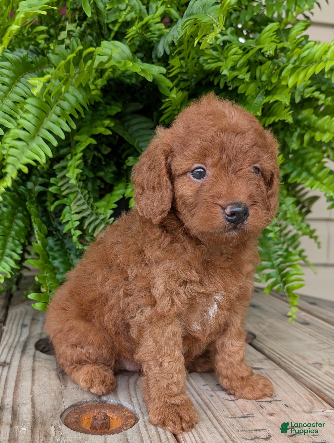 Mini Goldendoodle dogs for sale: Mini -lilly - Image 12