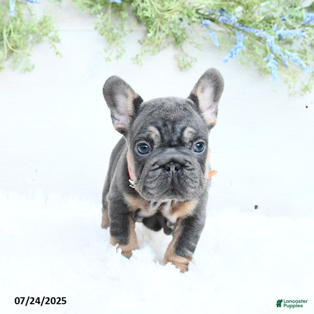 French Bulldog dogs for sale: Bella - Image 5