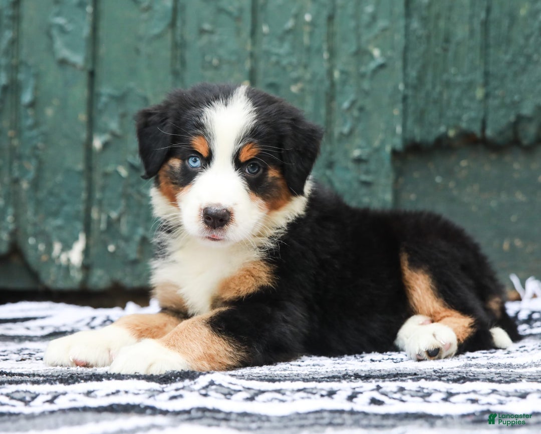 Australian Shepherd dogs for sale: Everleigh - Image 3