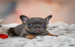 French Bulldog dogs for sale: Miles - Image 9