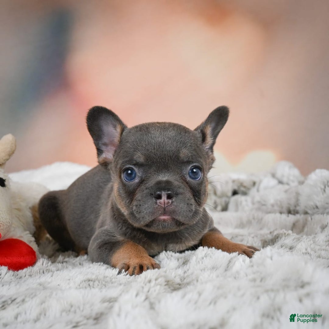 French Bulldog dogs for sale: Miles - Image 9
