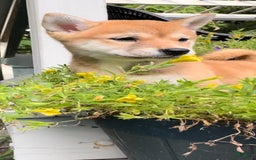 Shiba Inu dogs for sale: Foxy - Image 1