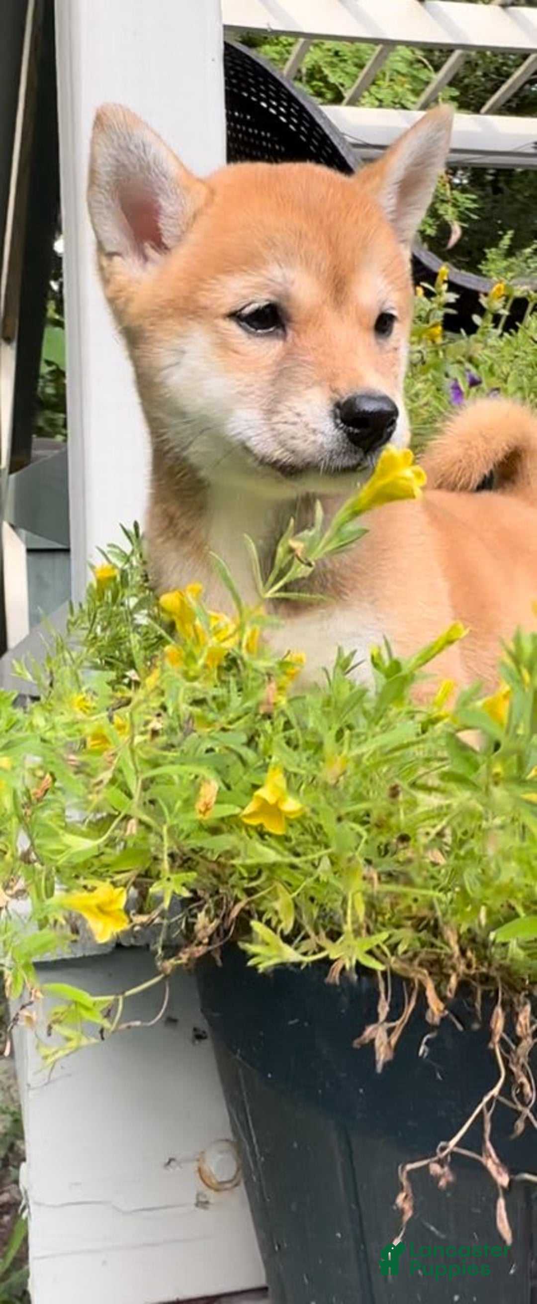 Shiba Inu dogs for sale: Foxy - Image 1