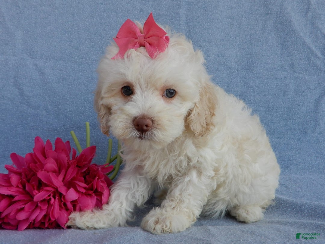 Cockapoo dogs for sale: Juliet - Image 9
