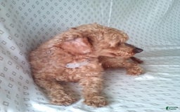 Bichpoo dogs for sale: Brady - Image 7