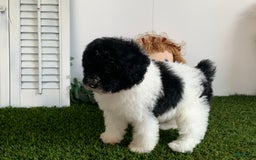 Toy Poodle dogs for sale: Jaydon - Image 1