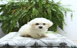 Bichon Frise dogs for sale: Zane - Image 5
