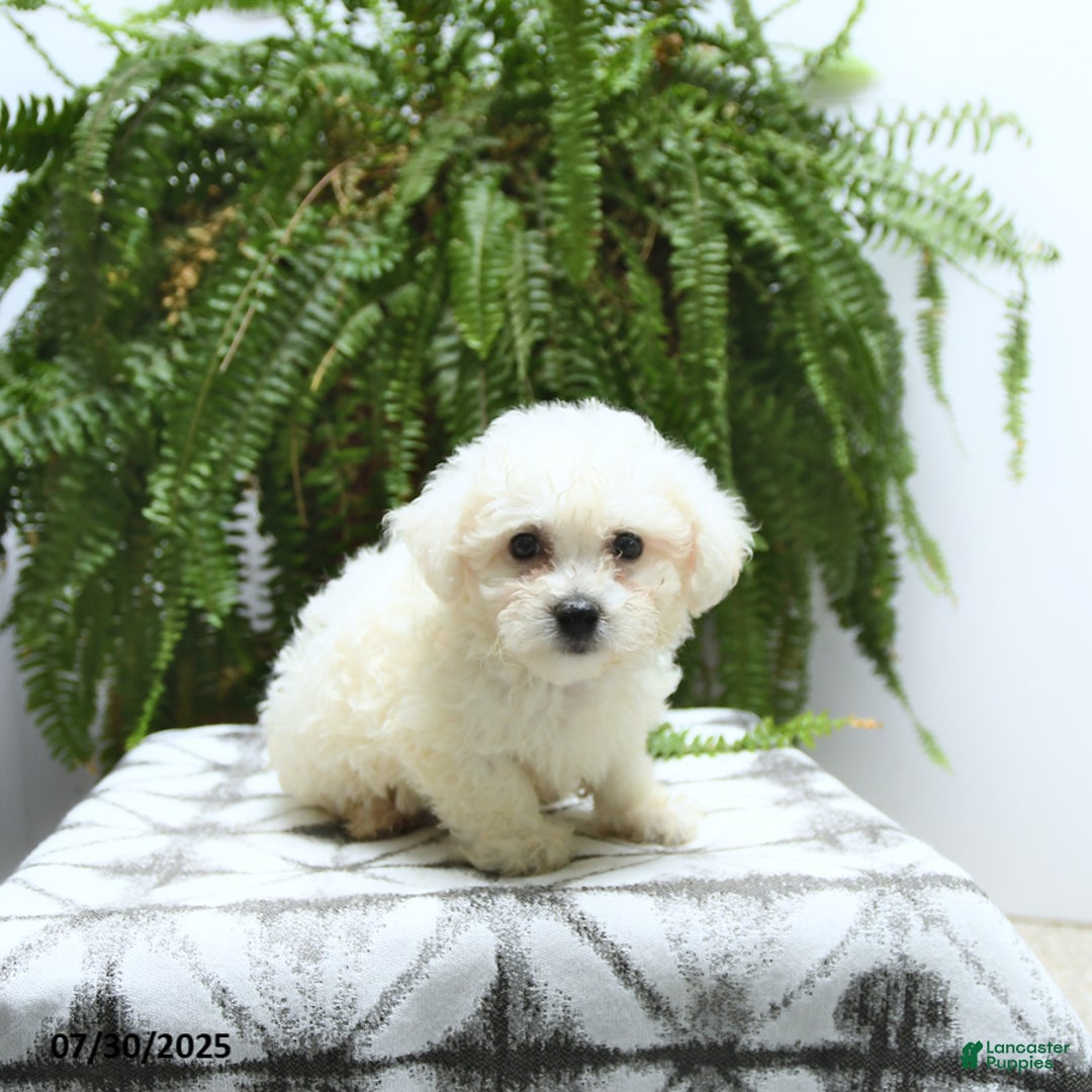 Bichon Frise dogs for sale: Zane - Image 5
