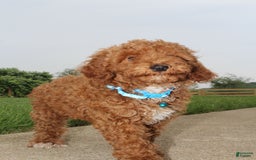 Miniature Poodle dogs for sale: Akc Patch - Image 3