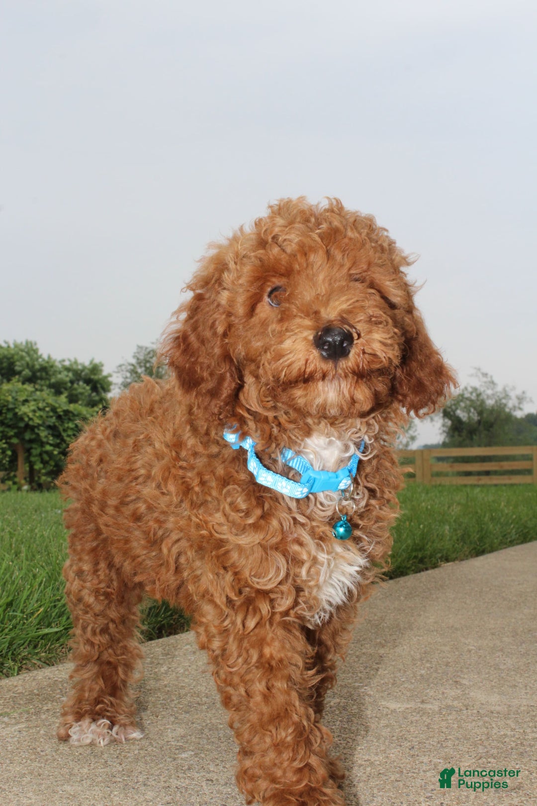 Miniature Poodle dogs for sale: Akc Patch - Image 3