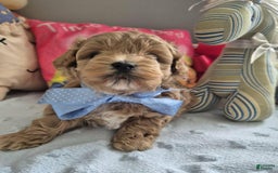 Maltipoo dogs for sale: Abbey - Image 1