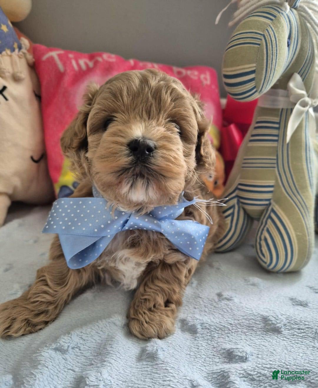 Maltipoo dogs for sale: Abbey - Image 1