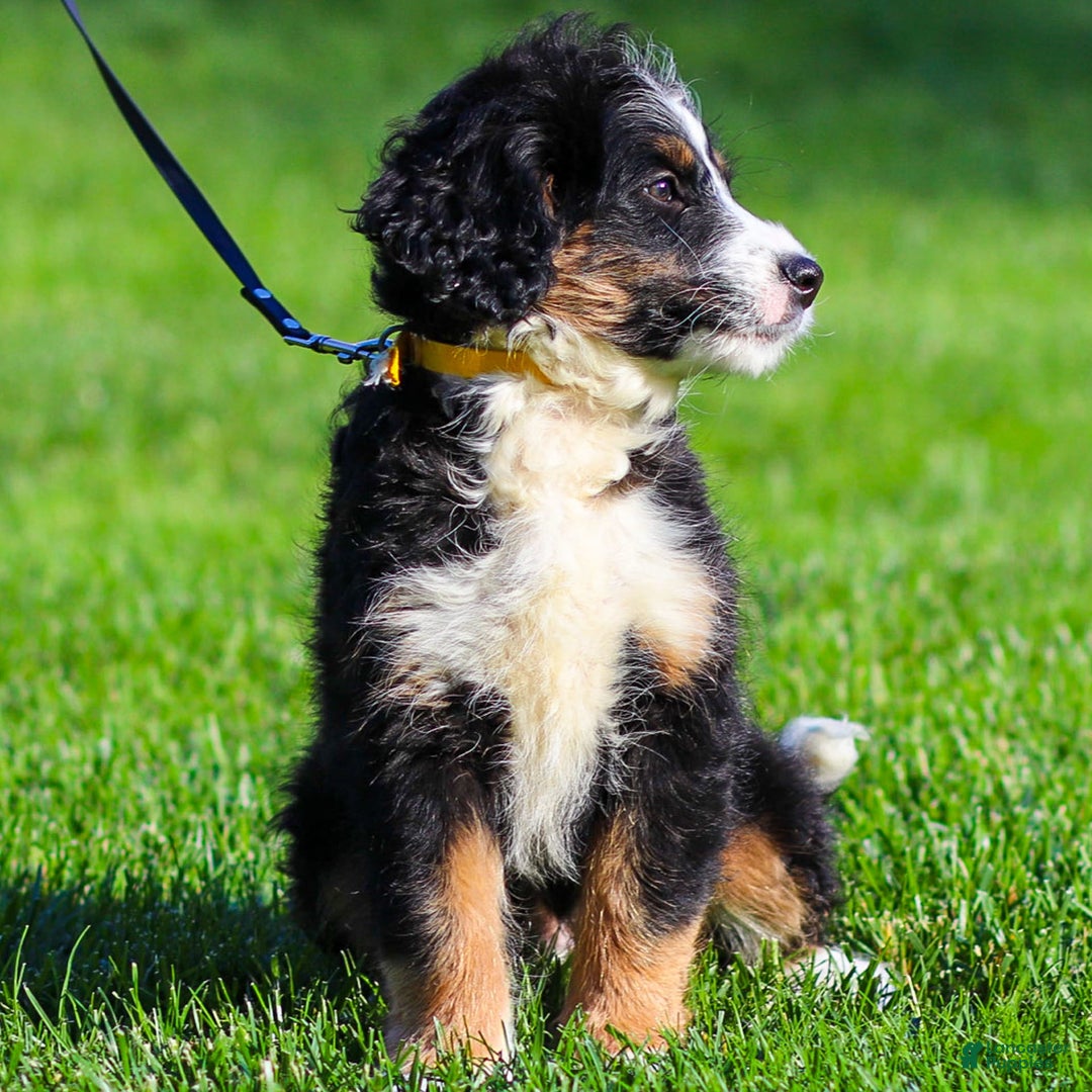 Mini Bernedoodle dogs for sale: Rue - Image 4