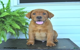Labrador Retriever dogs for sale: Yoko - Image 2