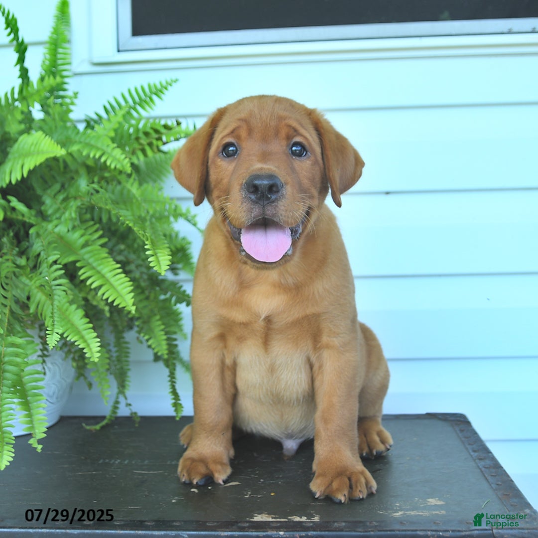 Labrador Retriever dogs for sale: Yoko - Image 2