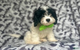 Cavapoo dogs for sale: Luke - Image 9