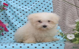 Maltese dogs for sale: Pete - Image 1