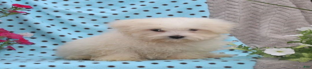 Pete