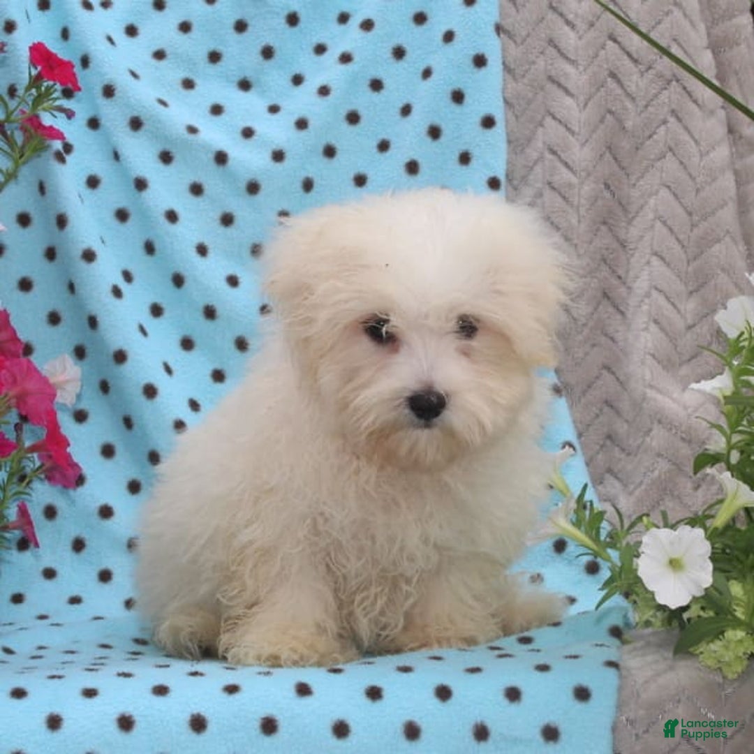 Maltese dogs for sale: Pete - Image 1