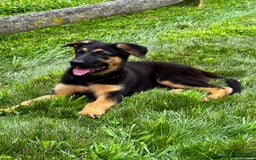 German Shepherd dogs for sale: Drama Girl - Image 17