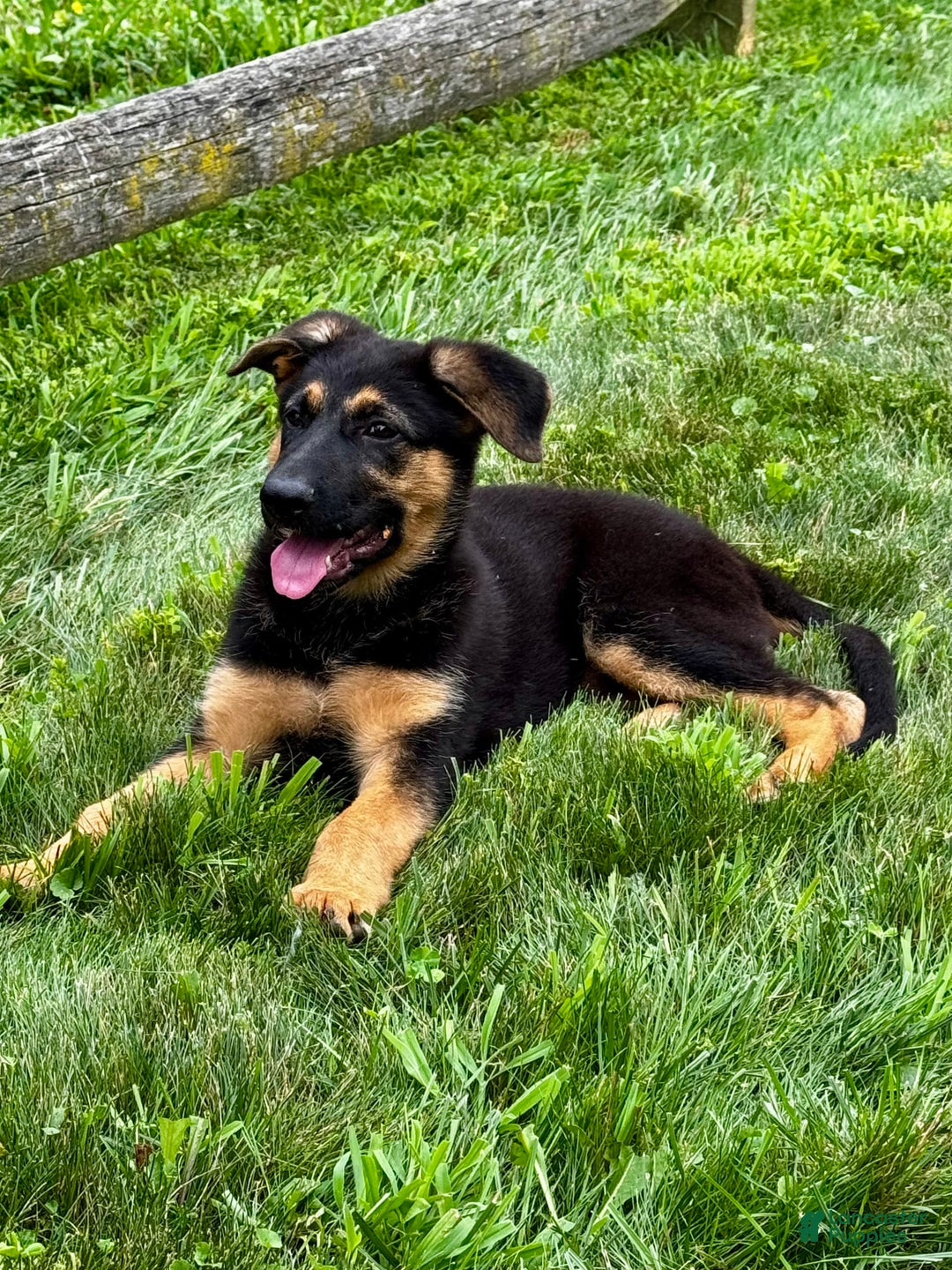German Shepherd dogs for sale: Drama Girl - Image 17