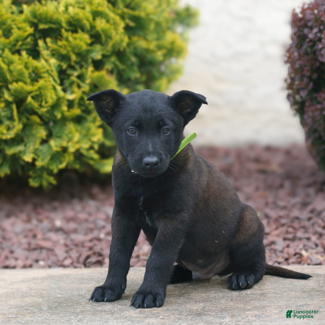 Belgian Malinois dogs for sale: Dirk - Image 2