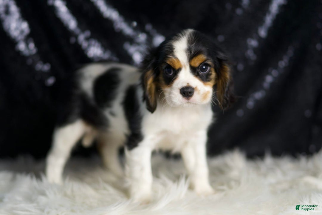 Cavalier King Charles Spaniel dogs for sale: Agate - Image 3